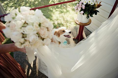 Pes na svatební hostinu