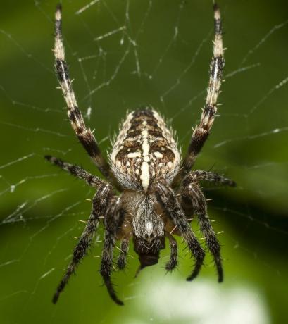 uk spiders – evropský zahradní pavouk