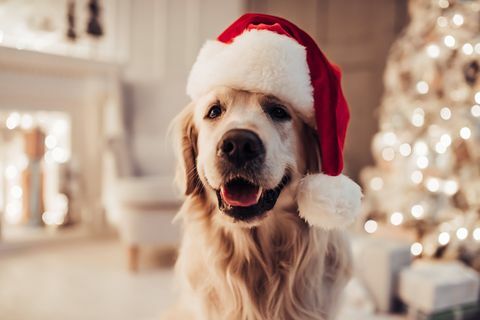 Veselý pes labrador sedí v klobouku Santa Claus.