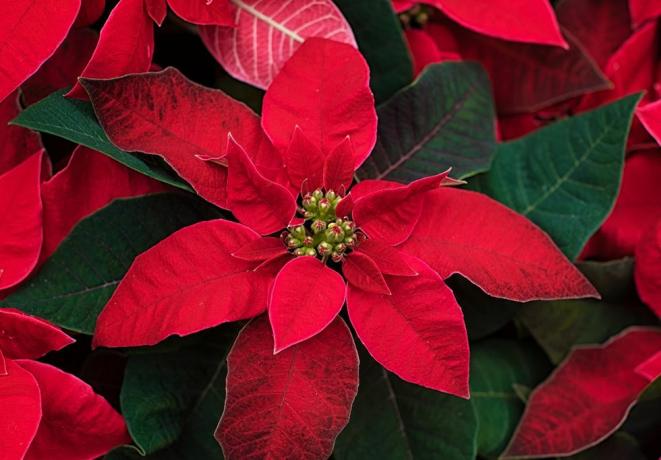 květiny poinsettie