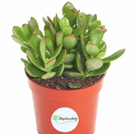 Crassula Ovata Jade Plant