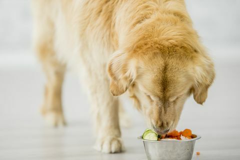 mohou psi jíst ovocnou zeleninu