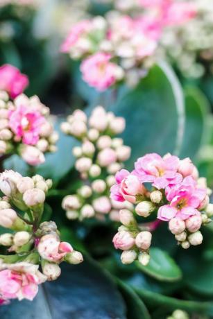 oblíbené pokojové rostliny růžový květ kalanchoe
