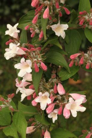 zblízka obraz květů keře abelia