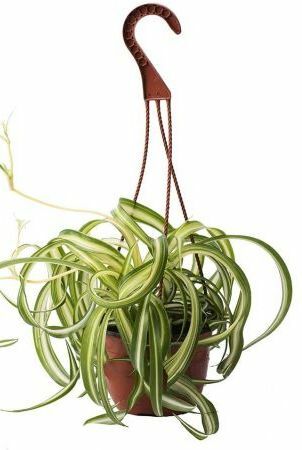 Curly Spider Plant, 8palcový koš