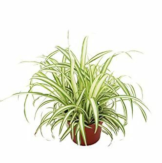 Ocean Spider Plant Variegated - 6'' z California Tropicals