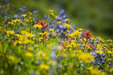 Jak wildflowers mohou snížit používání pesticidů