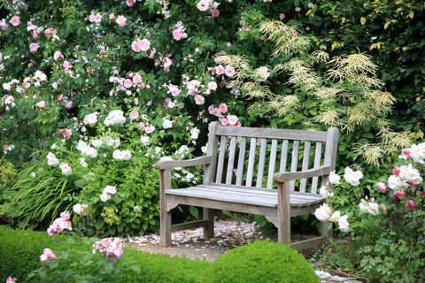zahradní lavice růže křeslo