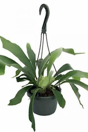 Staghorn Fern v závěsné rostlině 