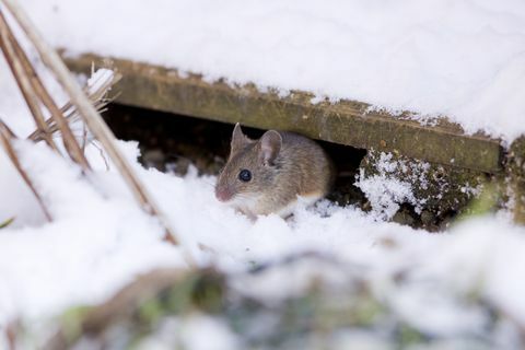 Myš lesní (Apodemus sylvaticus)