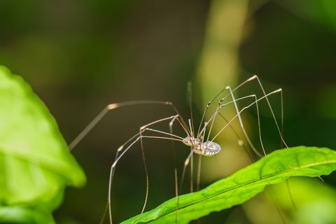 Spider dlouhé nohy