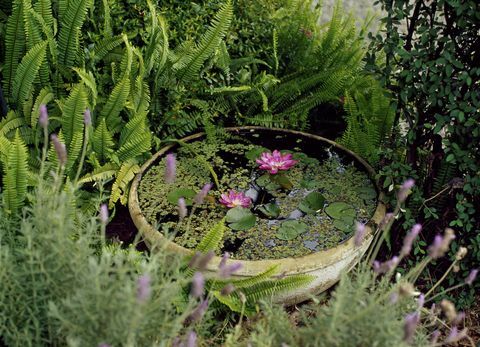 Malý rybník v zahradě s růžovými liliemi: Rostliny na vodní bázi v hliněné misce obklopené levandulí a vždyzelenými