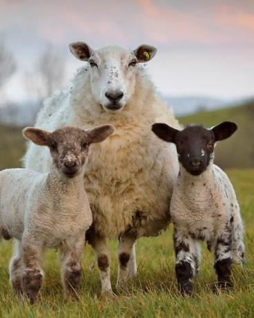 ovci a 2 jehňata v pozdních večerních hodinách poblíž Markethill, okres Armagh