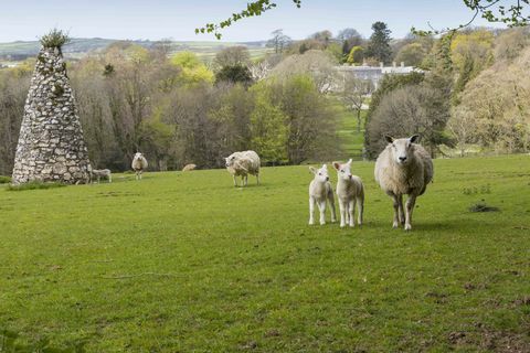 ovce a jehňata u Arlington Court Devon - National Trust Chris Lacey