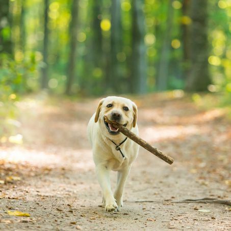 detailní obrázek psa žlutého labradorského retrívra nesoucího hůl v lese