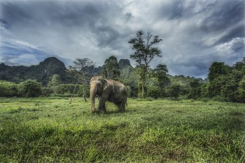 divoký slon v národním parku khao sok
