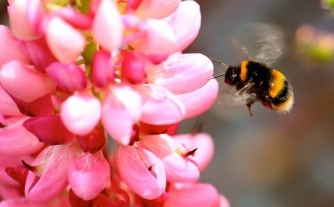 Detail Honey Bumblebee Na Růžový Květ