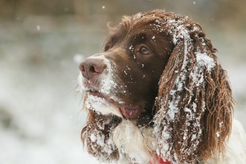 Roztomilý záběr hlavy anglického špringršpanělského psa se sněhem na uších a obličeji.