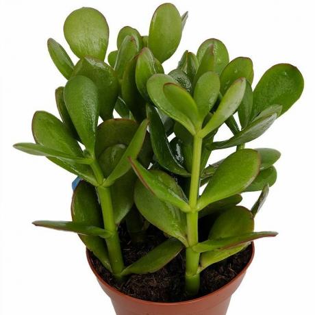 Západ slunce Jade Plant