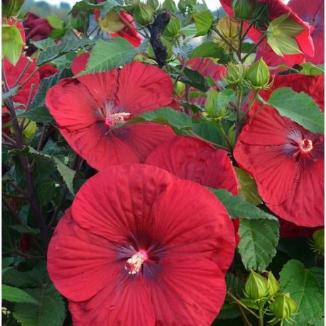 'Vintage Wine' Hardy Hibiscus 