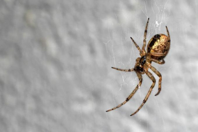 uk spiders – chybějící sektorová koulečka