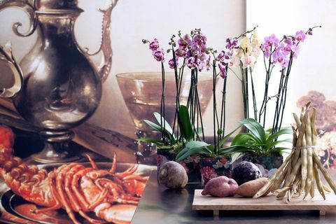 3 druhy orchidejí, které vám pomohou přijmout trend harmonizace 2017
