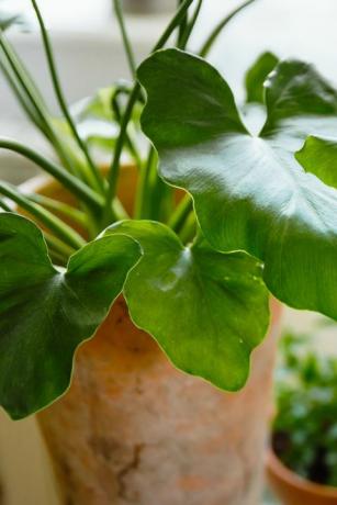 oblíbené pokojové rostliny zelené listy filodendronu shangri la