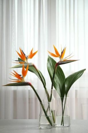 oblíbené pokojové rostliny rajka tropické květiny na bílém stole