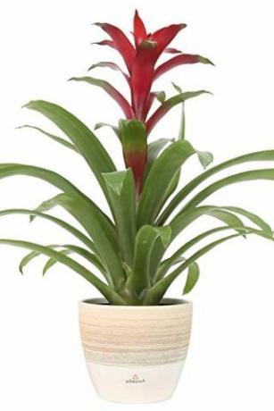 Bromeliad Guzmania