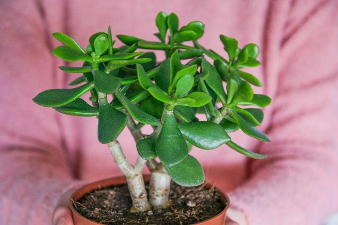 rostlina crassula