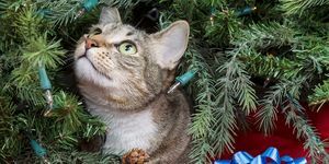 jak-držet-kočky-od-vánočního-stromku