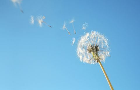 Dandelionův pyl ve větru proti modré obloze