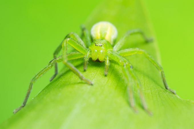 uk spiders – zelený lovec pavouk