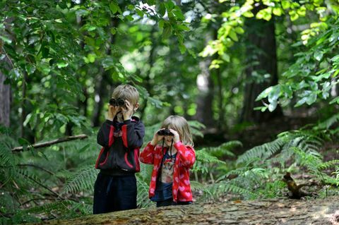 Bratr a sestra, pozorování ptáků v lese v létě, Norfolk