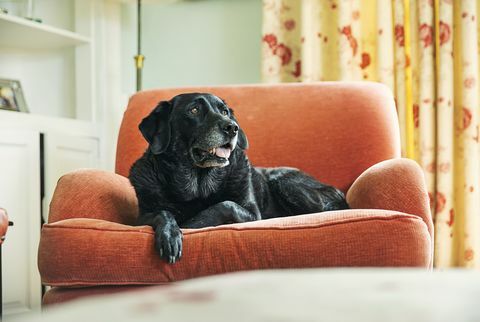 starší černý labrador na křesle