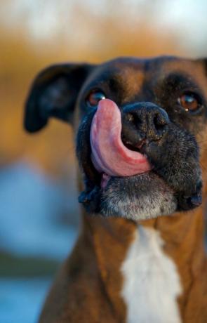 Boxer pes olizuje rty s velkým růžovým jazykem