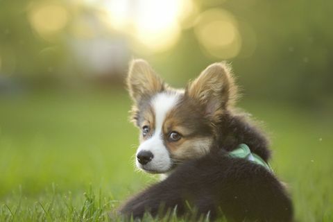 Corgi štěně sedící v trávě ohlédnutí za kamerou