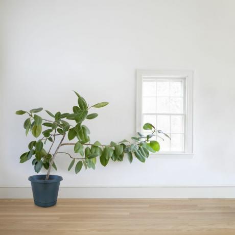 Kaučuková rostlina rostoucí směrem k oknu
