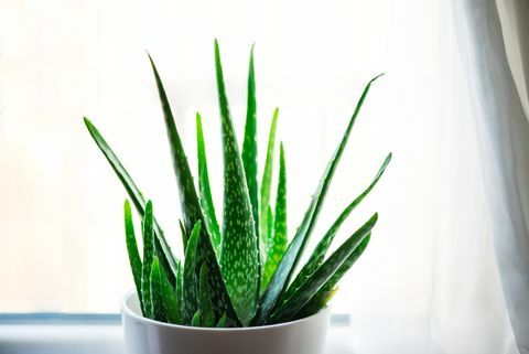 Rostlina Aloe Vera v bílém květináči