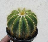 Balón kaktus