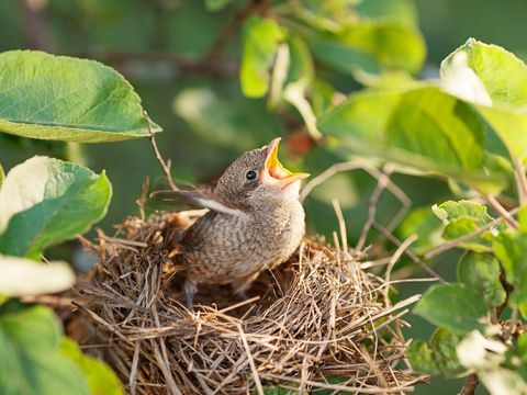 RSPB prozradí, co dělat, když ve vaší zahradě najdete opuštěné mládě nebo ptáka