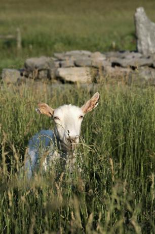 koza na farmě beekman 1802 v pramenech Sharon, New York