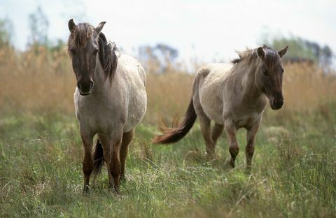 Wicken Fen Konik ponies © National Trust Images Paul Harris