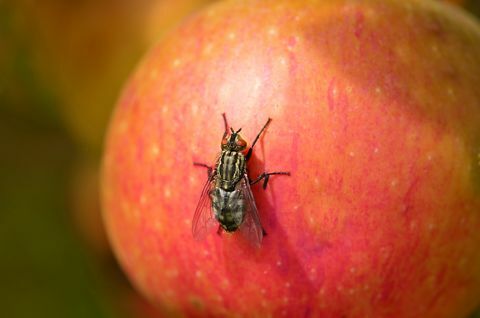 Fly sedí na červené jablko