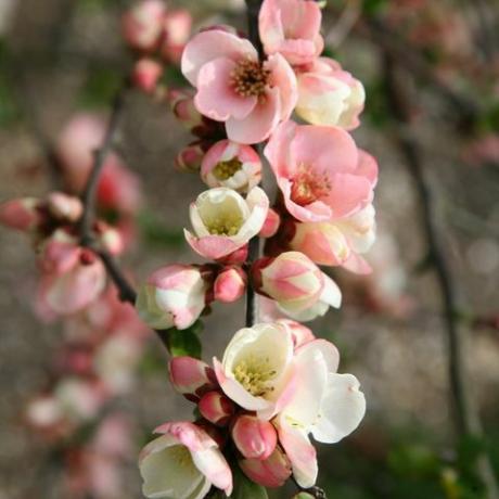 jarní květiny – jabloňový květ