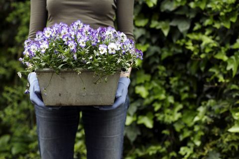 zahradnické ženy držící květináči obsahující macešky viola sp
