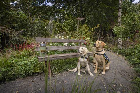 štěňata vodicích psů ve výcviku, chelsea a flash, na obrázku v zahradě řemeslníků v rhs chelsea, která byla vytvořena letos na oslavu 90. let partnerství vodicích psů v Británii flash je fenka, osmiměsíční labrador pojmenovaná k 90. ​​výročí vodicích psů a chelsea má 18 týdnů a pojmenován na oslavu události datum snímku pondělí 20. září 2021fotografie christophera isona ©07544044177chrischristopherisoncomwwwchristopherisoncom
