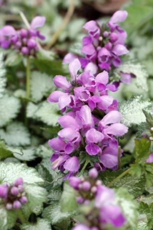 lamium v ​​zahradě