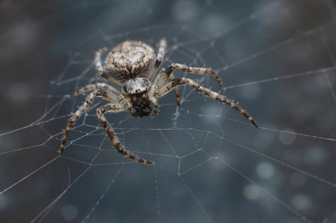 uk spiders – labyrintový pavouk