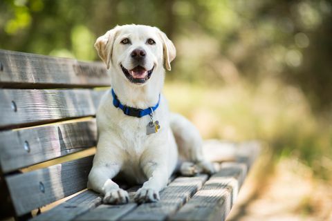 Labradorský retrívr se usmívá na lavičce venku